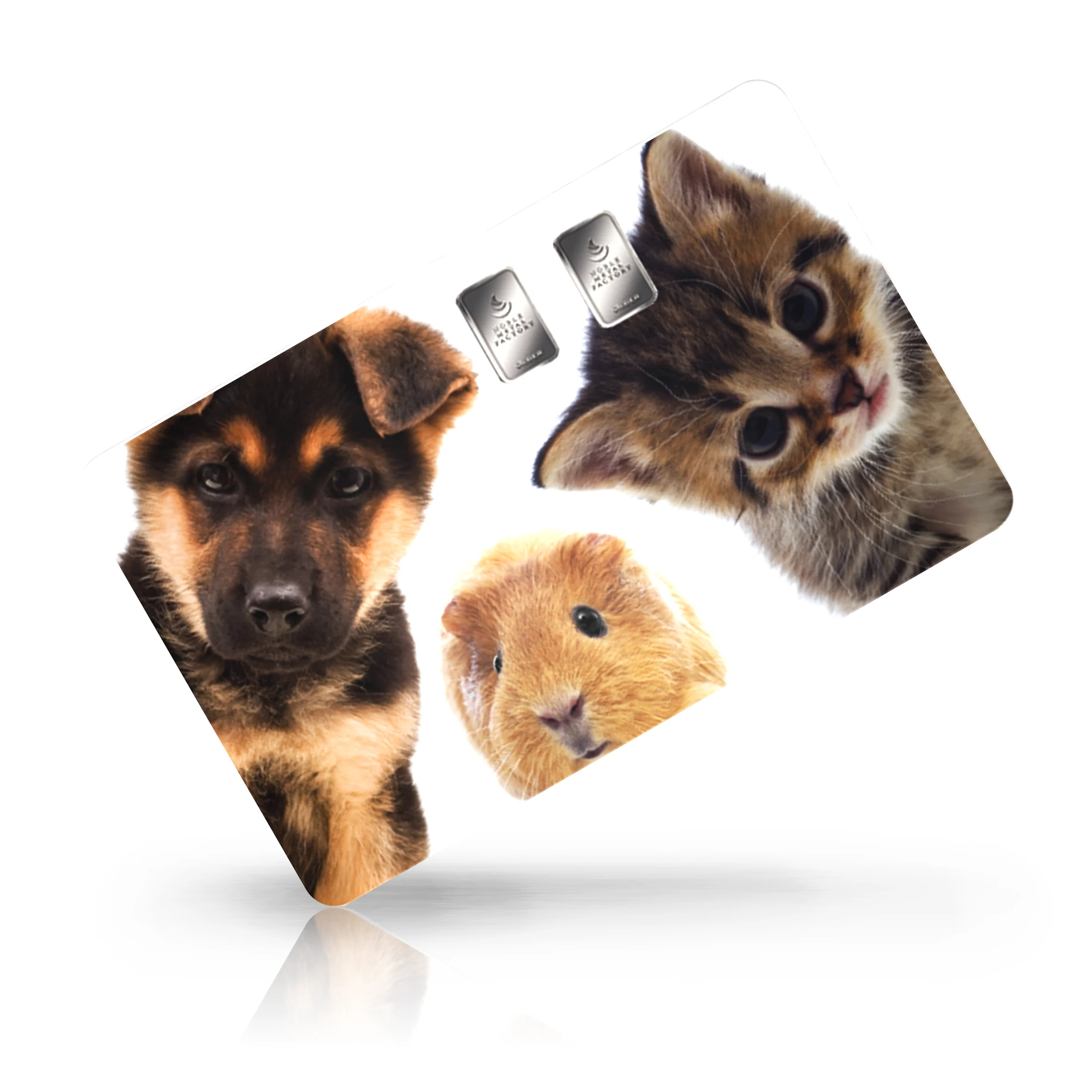 Hund & Katze 02